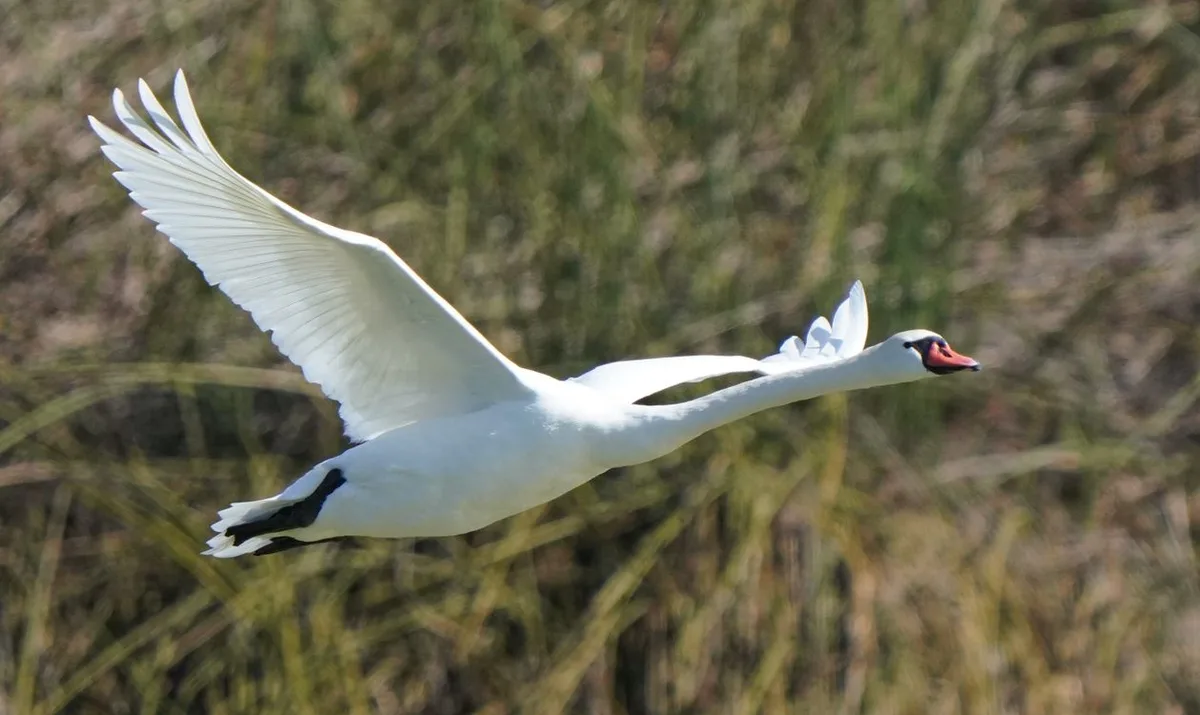 can swans fly