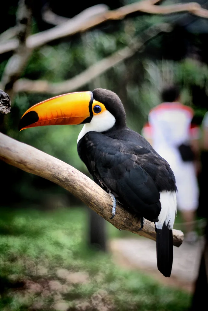 can toucans fly long distances