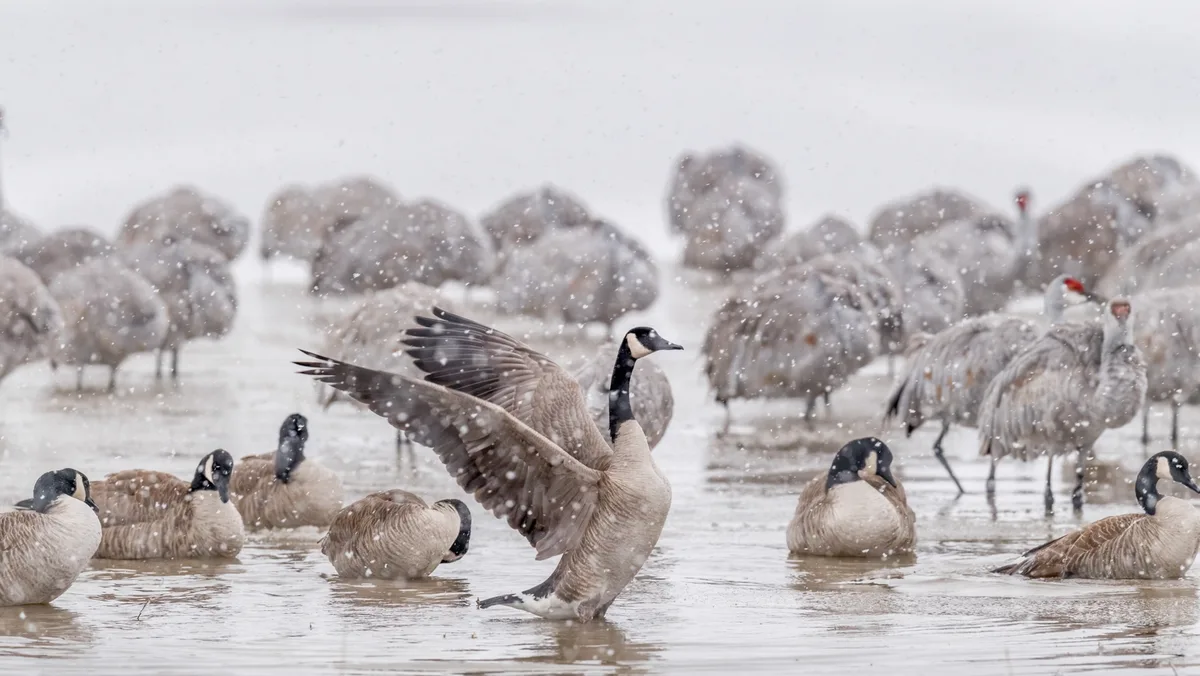 Canada Geese Migration