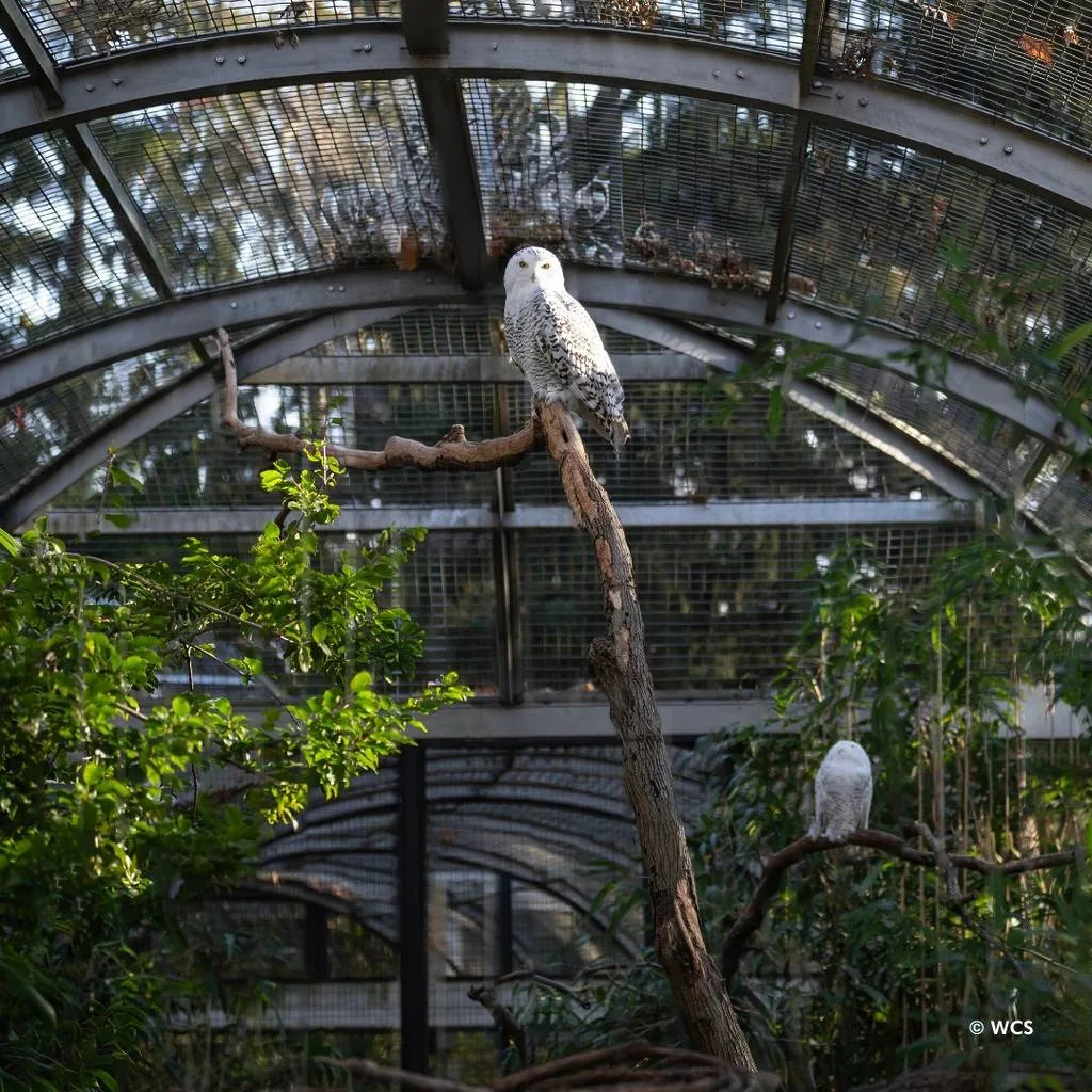 Captive Lifespan