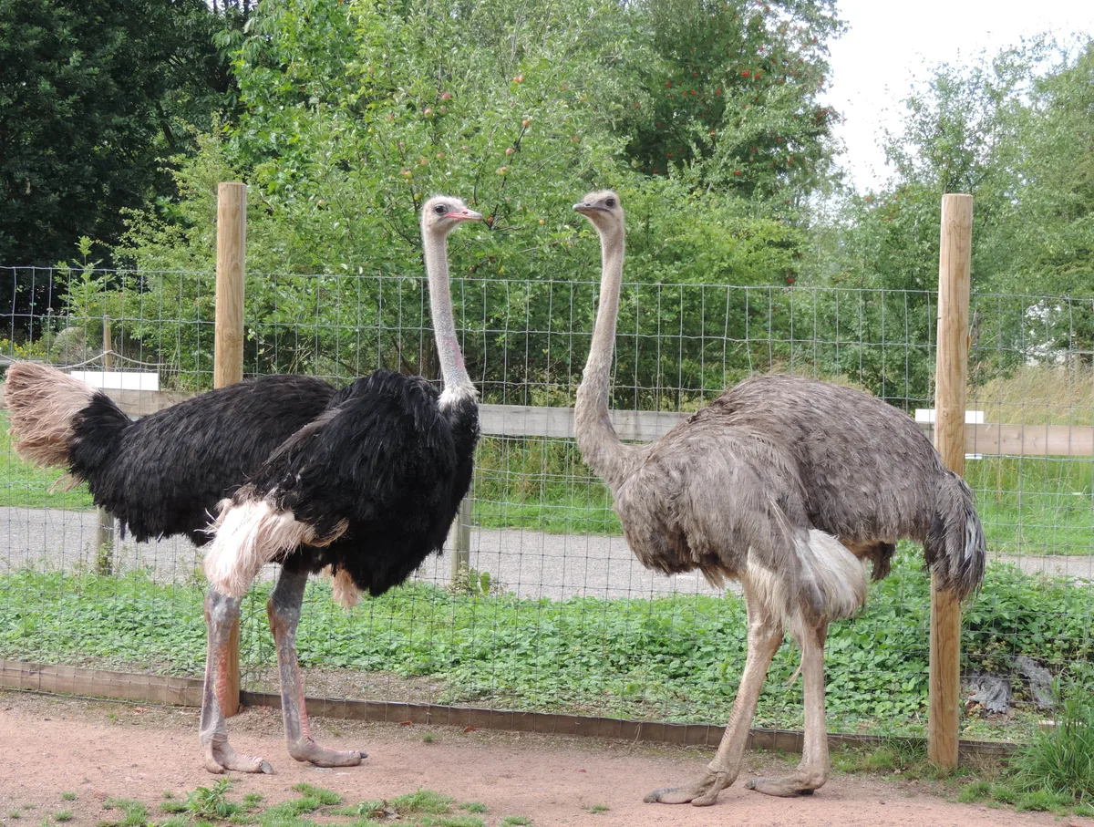 captive ostrich lifespan