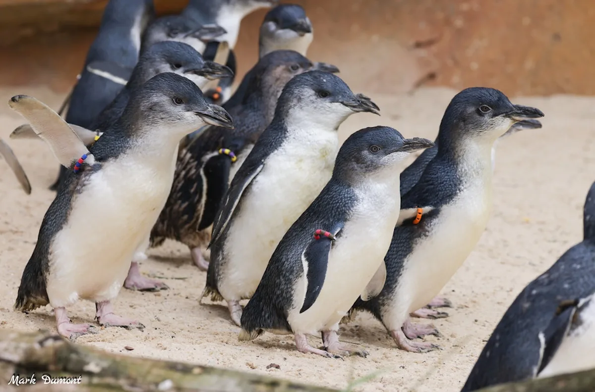 captive penguin life expectancy