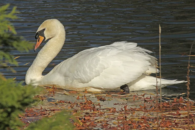 captive swan lifespan