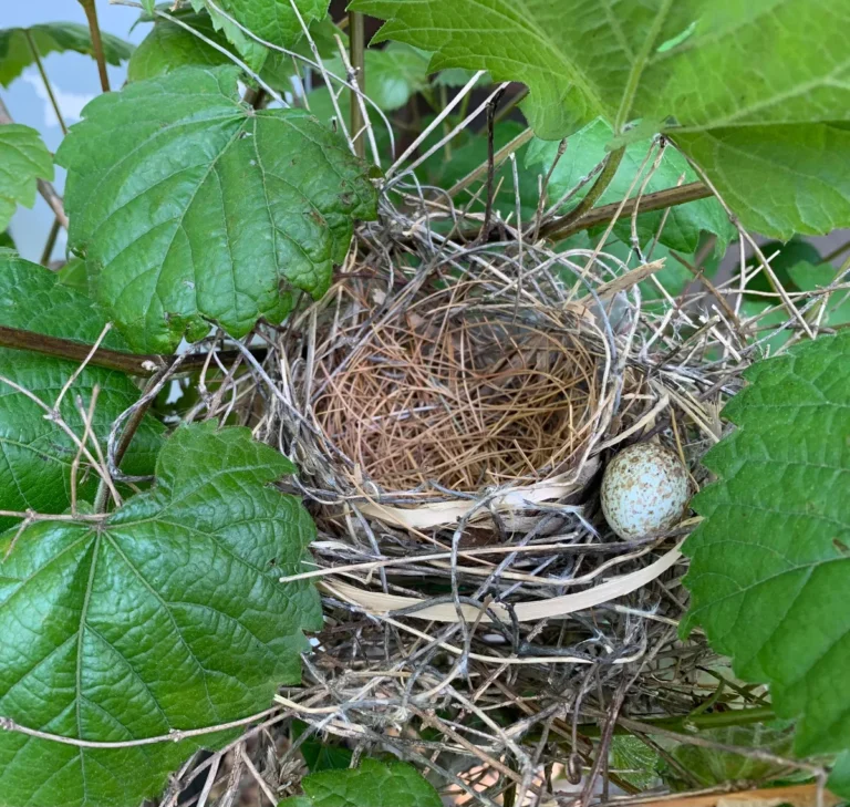 cardinal nests
