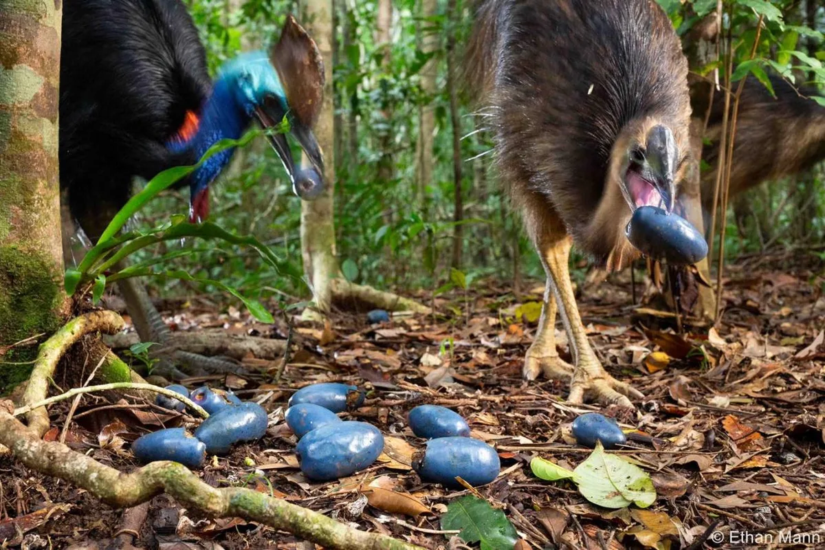 cassowary diet