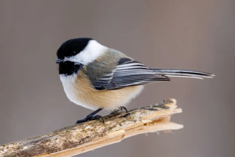 chickadee lifespan