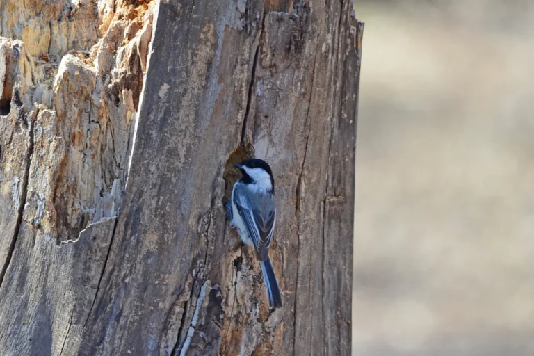 chickadee nesting behavior