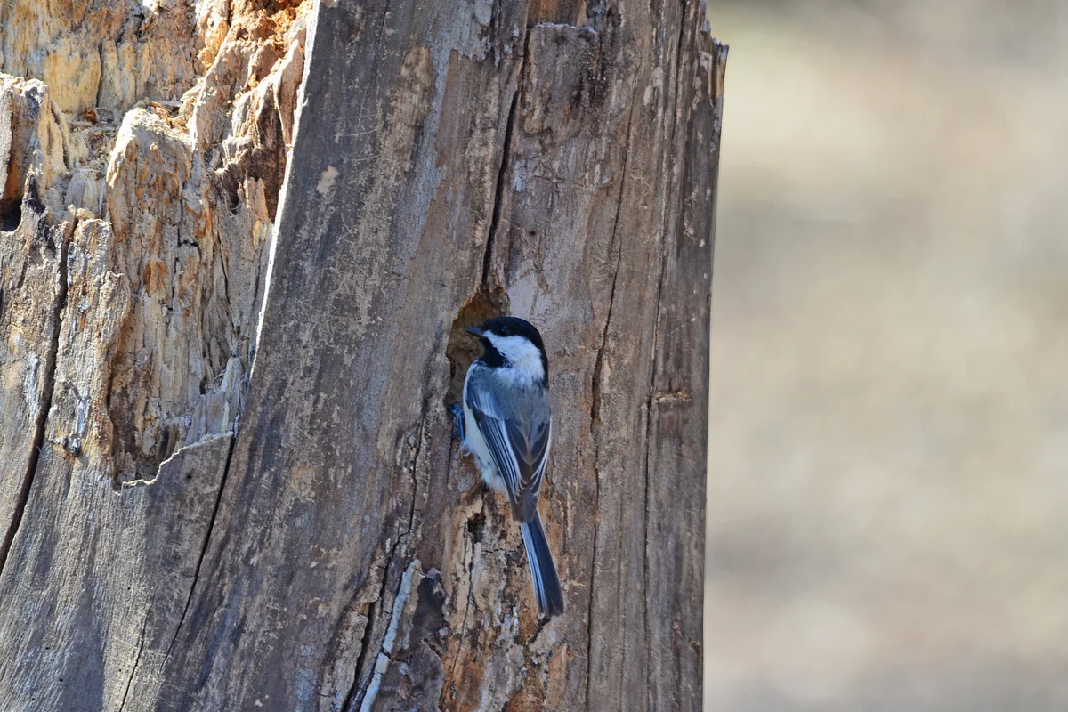 chickadee nesting behavior