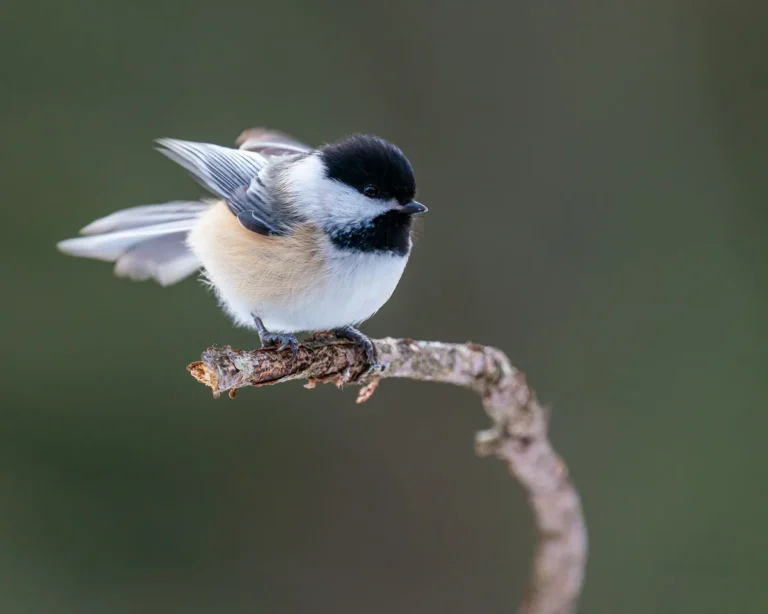 chickadee winter survival
