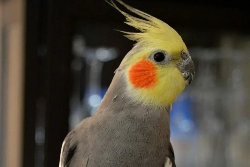 cockatiel head bobbing