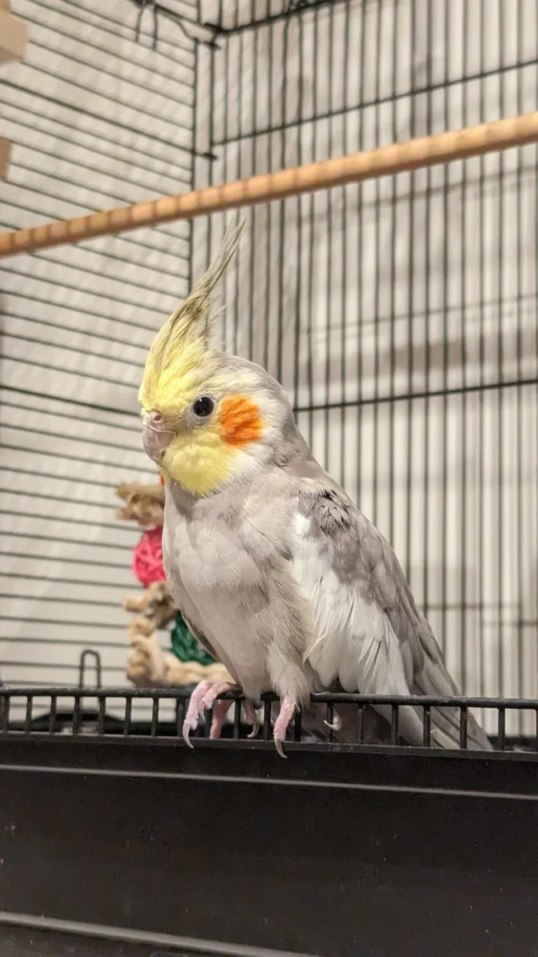cockatiel talking
