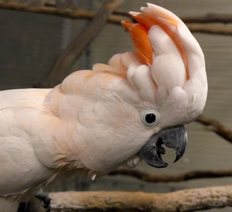 cockatoo crest erection