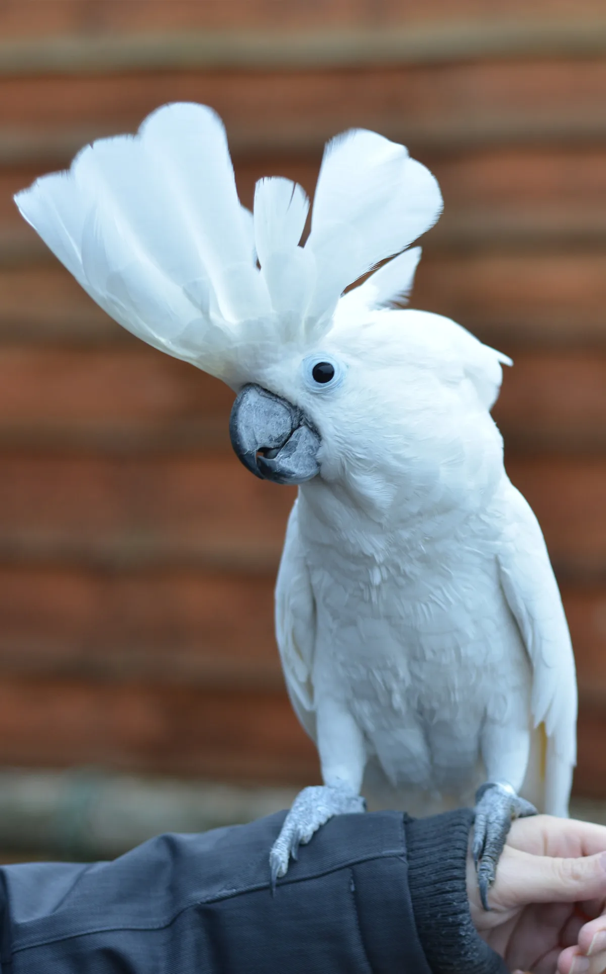 cockatoo crest position