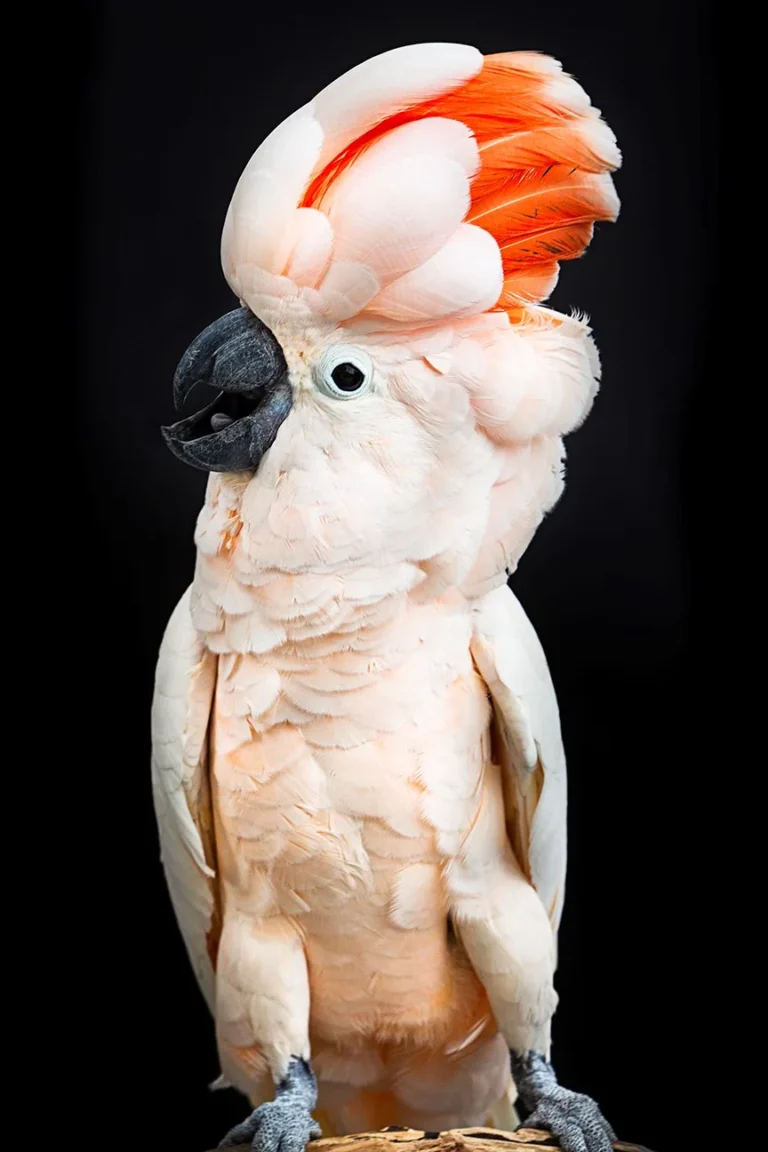 cockatoo facts