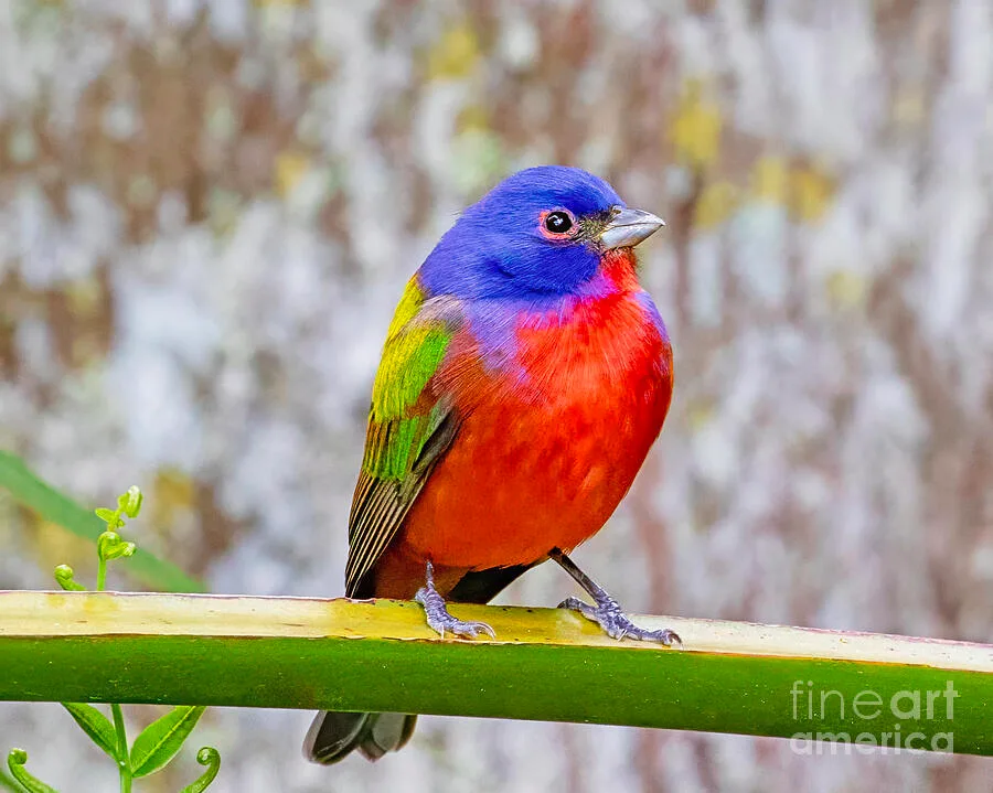 colorful birds