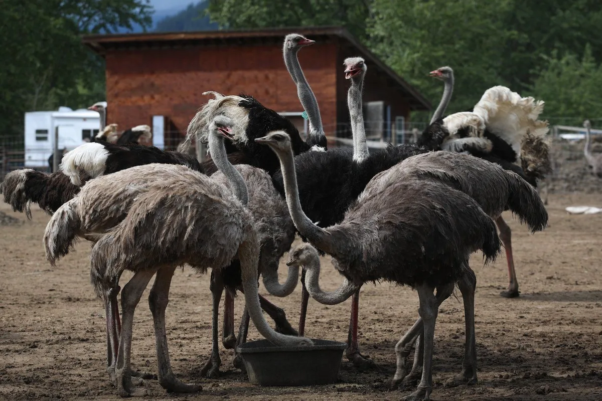 Commercial Feeds and Forage for Captive Birds