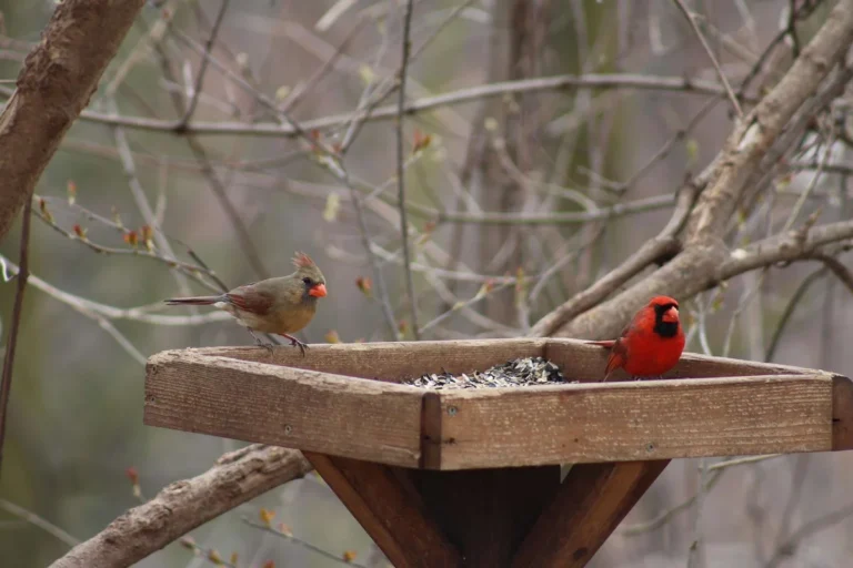 common bird species