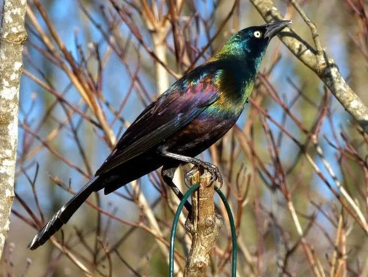 Common Grackle