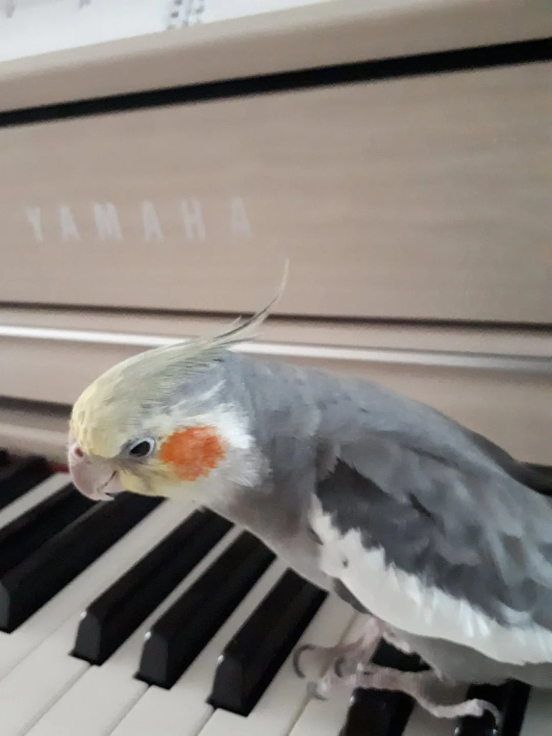 common triggers for cockatiel head bobbing