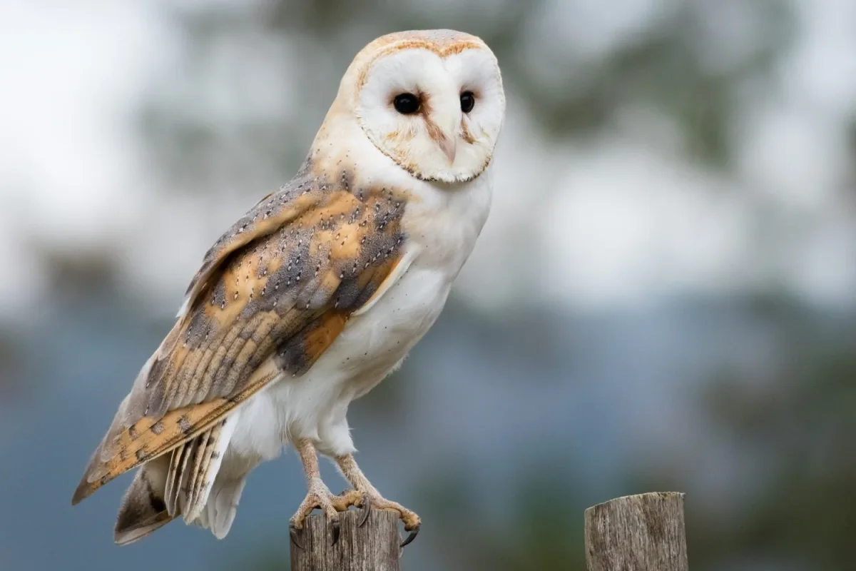 Comparing Falcons to Nocturnal Birds Like Owls
