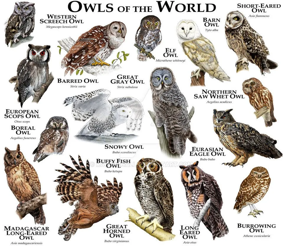 Comparing Small Owl Species
