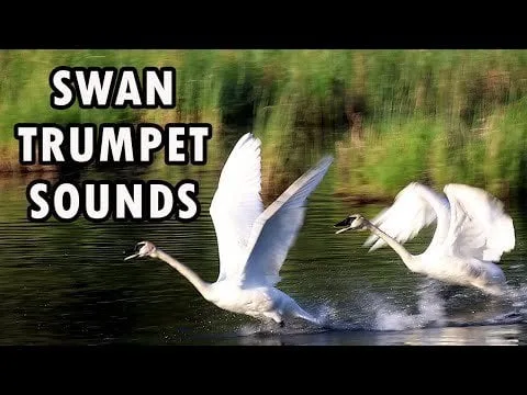 Comparing Swan Vocalizations