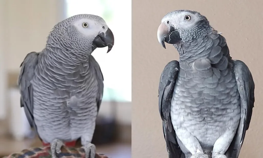 Congo vs Timneh