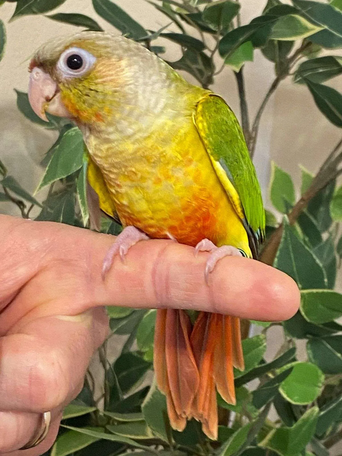 conure vocalization