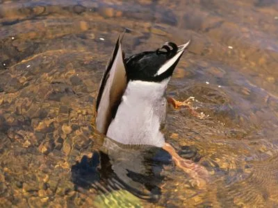 dabbling duck
