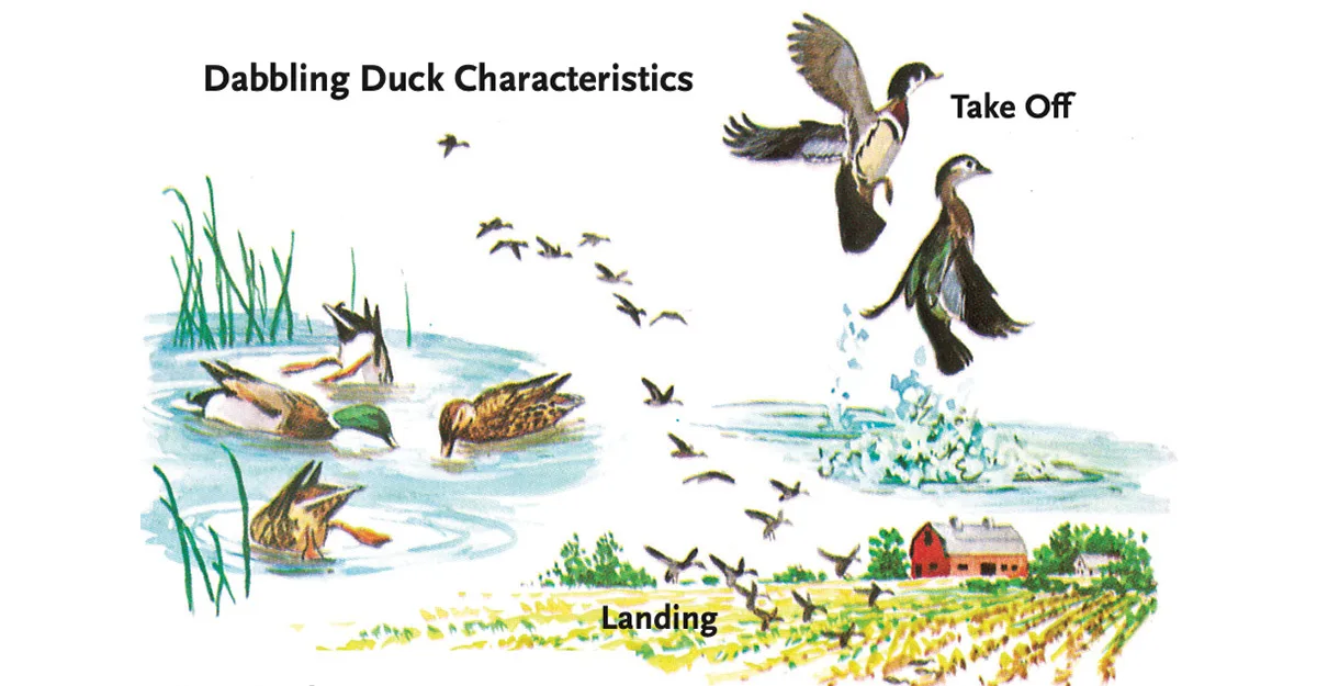 Dabbling Ducks
