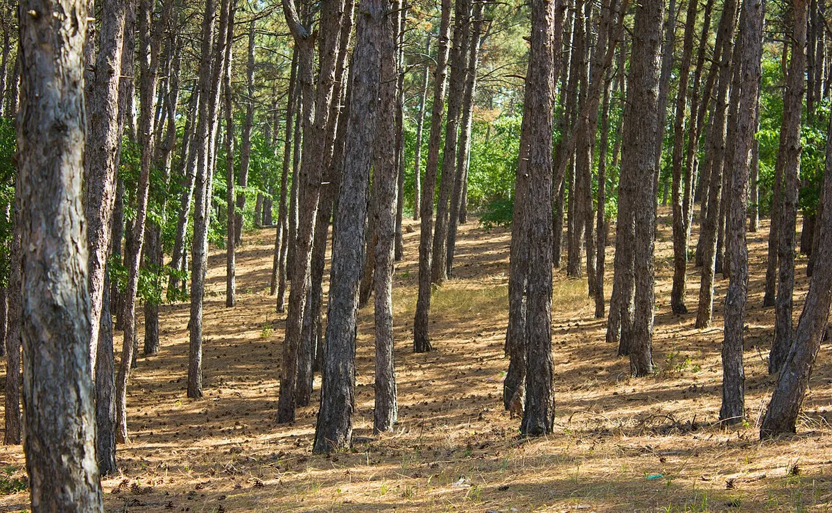 Dense Foliage and Evergreens