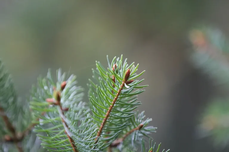Dense foliage for cover