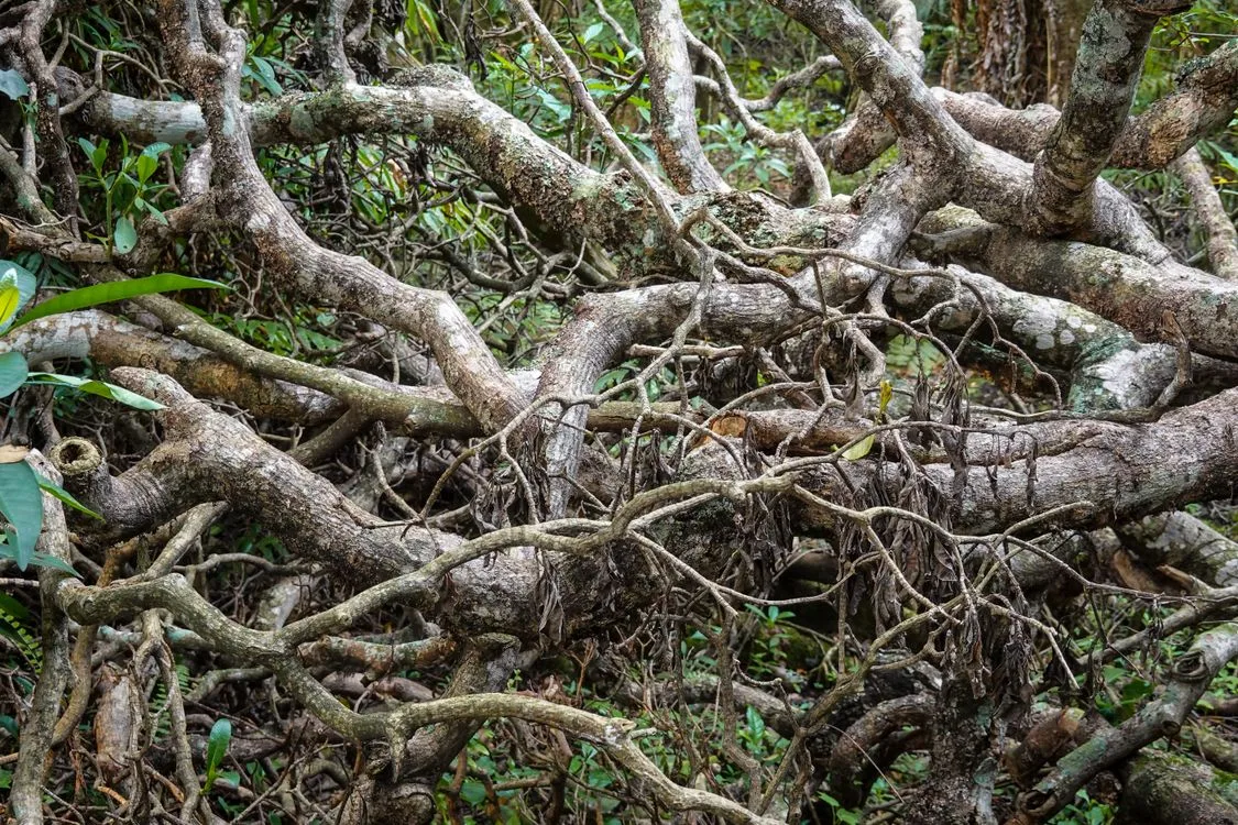 Dense Shrubs and Bushes