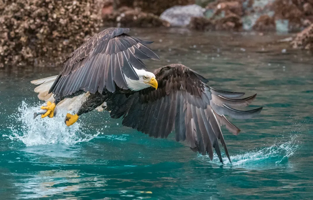 detecting prey distance