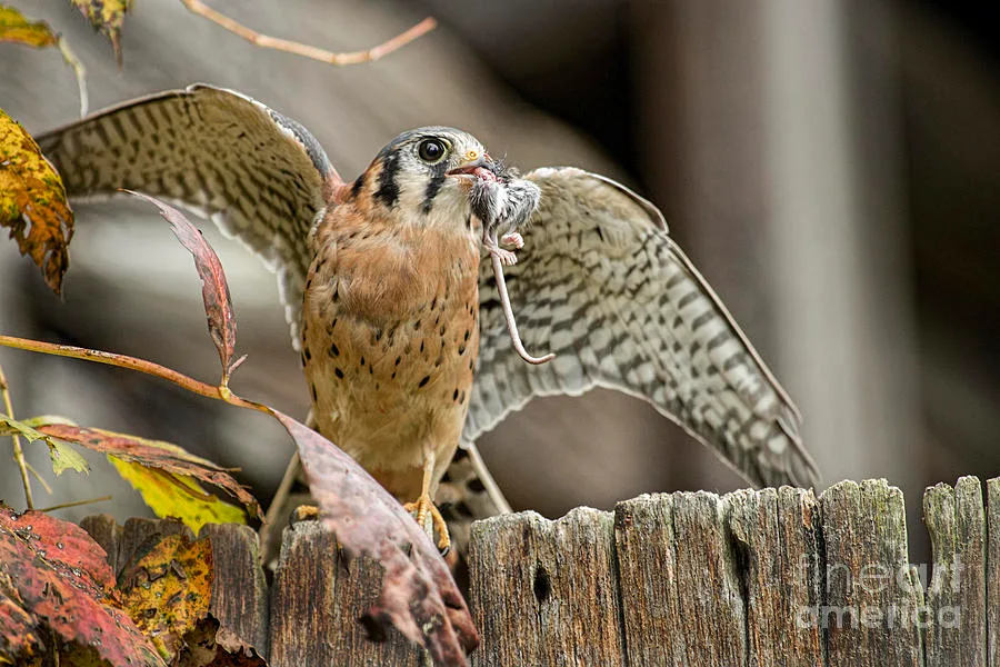 Diet of different falcon species