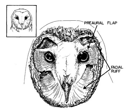 Dish-Like Face and Asymmetrical Ears: Pinpointing Prey