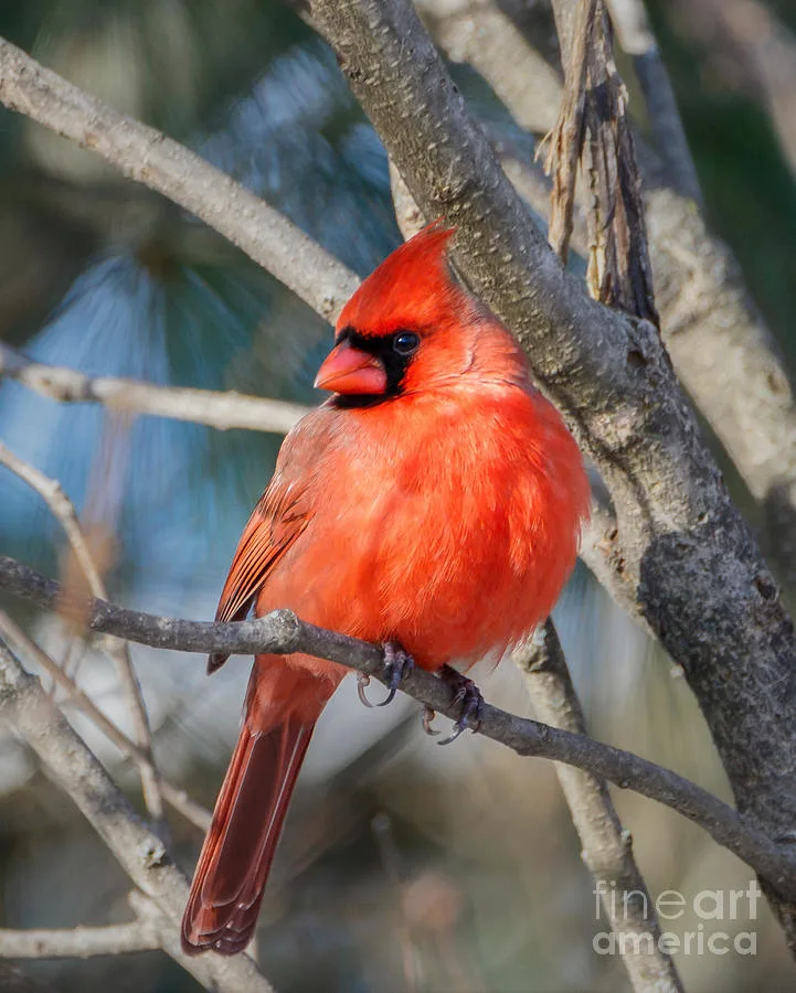 Distinctive Plumage