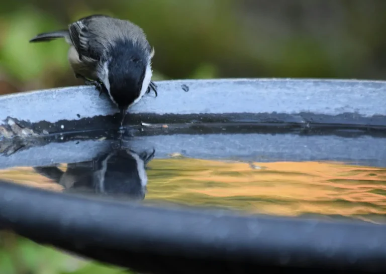 do birds drink water