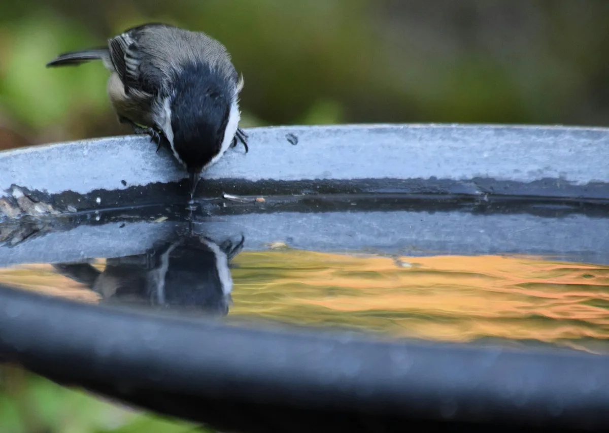 do birds drink water