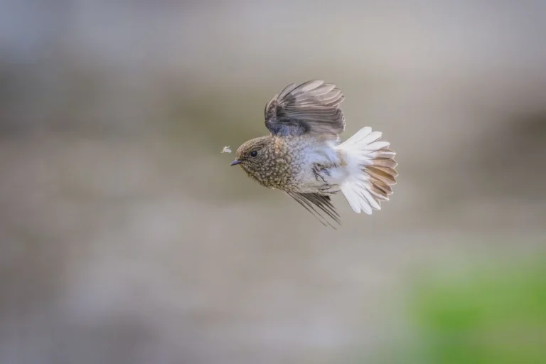 do birds eat insects