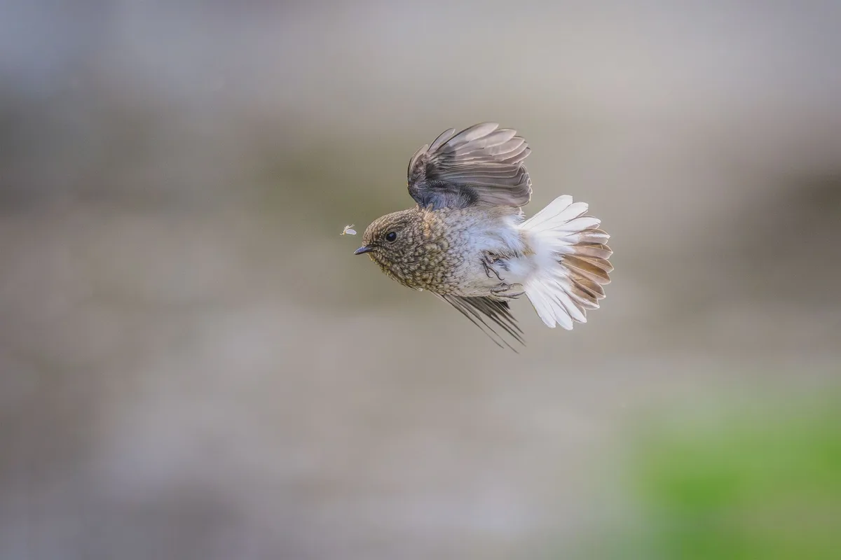 do birds eat insects