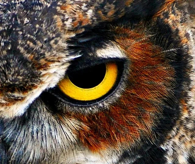 do owls blink