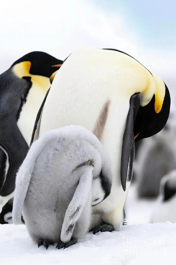 do penguins mate for life