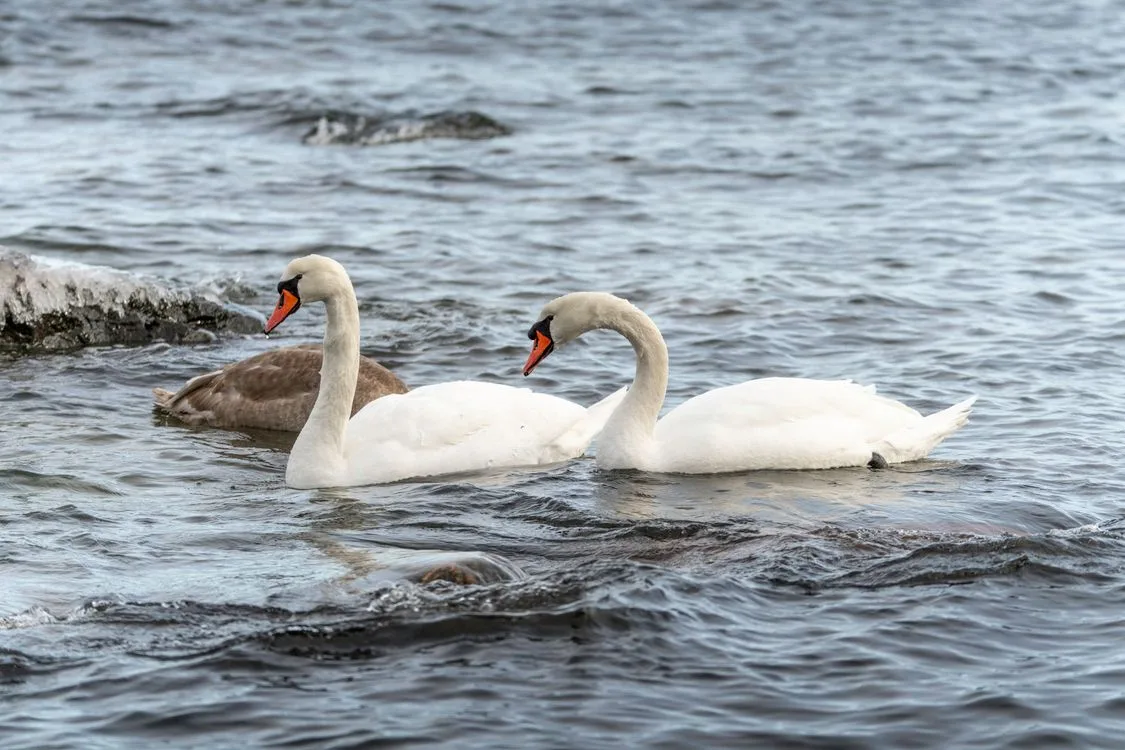 do swans mate for life