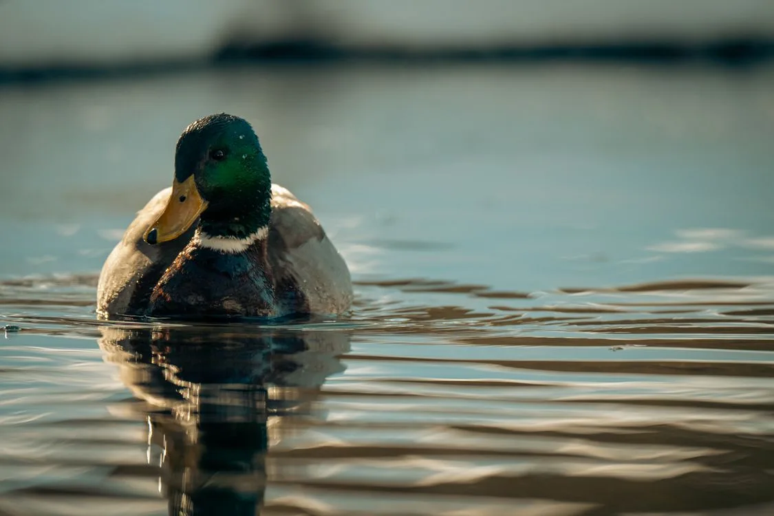 duck buoyancy
