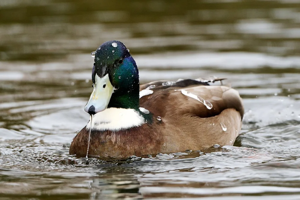 duck dive duration