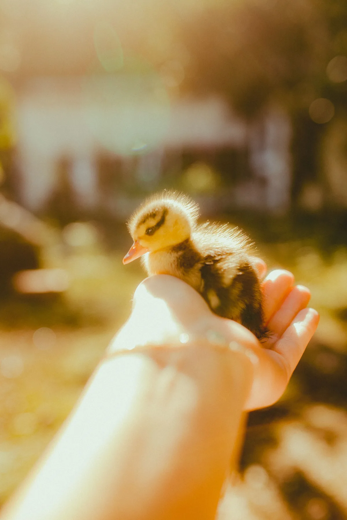 Duck recognition