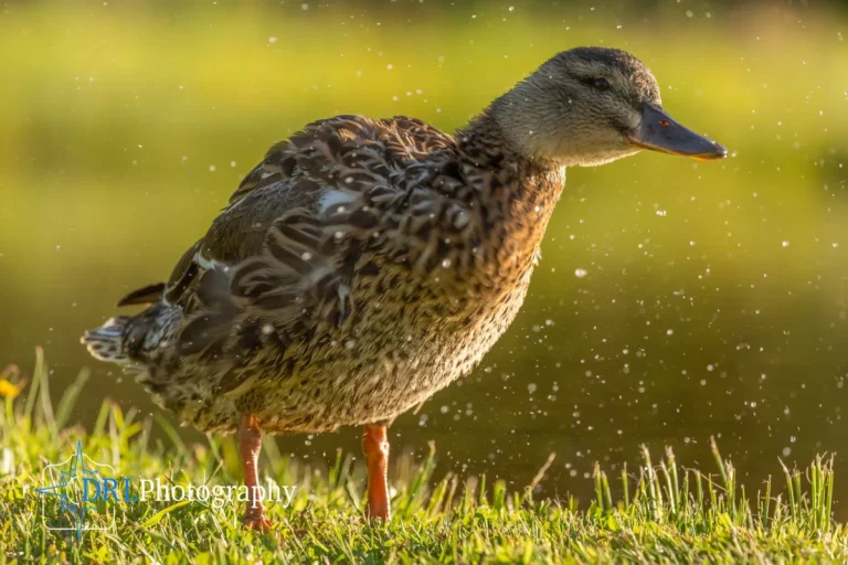 ducks shake their feathers