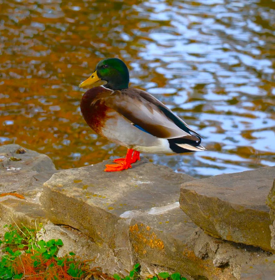ducks webbed feet