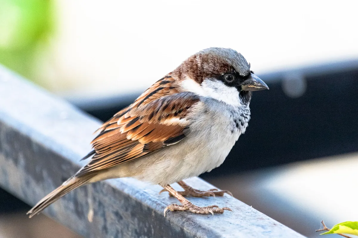 Easy Meals: How Humans Become a Bird Feeder